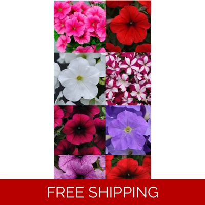 Petunia Easy Wave Trailing x 6 Plug Plants